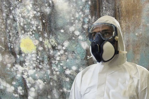 Mold Removal Evanston, IL 60201